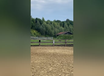 Kleine stallenvereniging