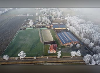 Moderne lichte, luchtige paddockboxen en stallen op een prachtige fokkerij.