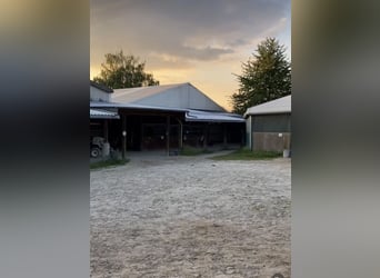 Overdekte paddockbox met volledige verzorging