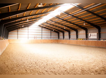 Paardetherapie | Revalidatie voor paarden, revalidatieplaats, therapie, kuurplaats