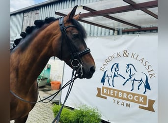 paddock box mit beritt zu vergeben 