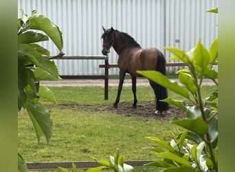 paddock box mit beritt zu vergeben 