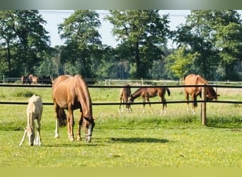 paddock box mit beritt zu vergeben 