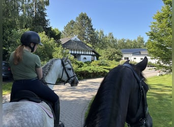 paddock box mit beritt zu vergeben 