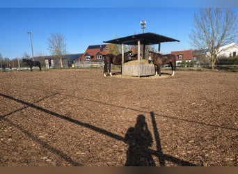 Paddockboxen, buitenboxen, open stall, opfok, training, longeer- en rijopleiding