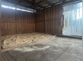 Paddockboxen, buitenboxen, open stall, opfok, training, longeer- en rijopleiding