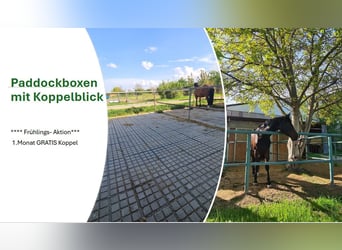 Stalling met paddock