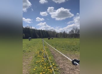 Vrije boxen in onze manege in Metzenhof!