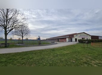 Vrije paddockboxen te huur in Mannheim-Seckenheim