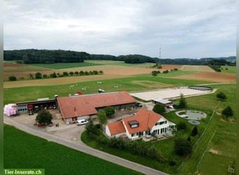 Wir vermieten per sofort eine schöne, helle Auslaufboxe.