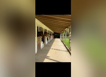 Paddockbox op een rustige ruitersportaccommodatie