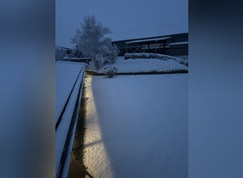 Paddockbox op een rustige ruitersportaccommodatie