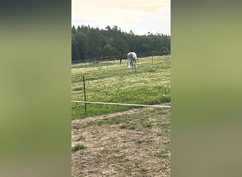 Paddockbox op een rustige ruitersportaccommodatie