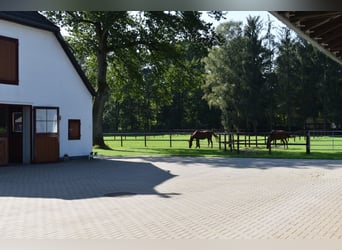 Pensionsboxen / Rehaplätze auf kleiner Anlage mit Reithalle 