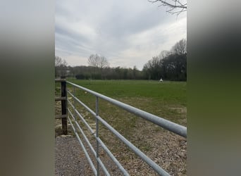 PLAATSEN VRIJ – RUSTIGE, GROENE STAL MET PADDOCKS 🌿 Alles nieuw begint in mei 🍃