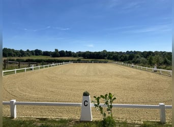 PLAATSEN VRIJ – RUSTIGE, GROENE STAL MET PADDOCKS 🌿 Alles nieuw begint in mei 🍃