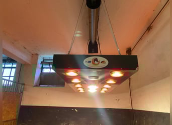 PLAATSEN VRIJ – RUSTIGE, GROENE STAL MET PADDOCKS 🌿 Alles nieuw begint in mei 🍃