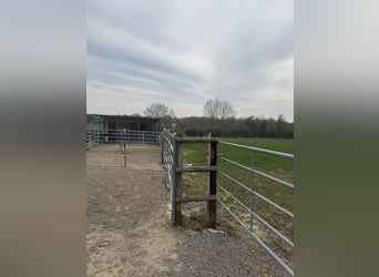 PLAATSEN VRIJ – RUSTIGE, GROENE STAL MET PADDOCKS 🌿 Alles nieuw begint in mei 🍃