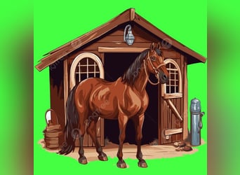 PLZ 49624 * gegen Hilfe *BOX RUNDUM-SORGLOS-PAKET für STUTE / ZUCHTSTUTE /RENTNER