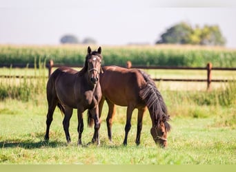 Stal Birkenhof - Vrije boxen - Diervriendelijke paardenhouderij & professionele longeer- en rijoplei