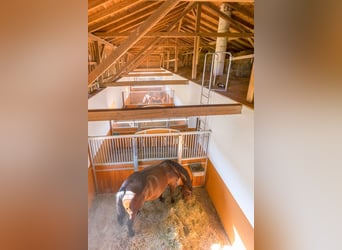 Stal Birkenhof - Vrije boxen - Diervriendelijke paardenhouderij & professionele longeer- en rijoplei