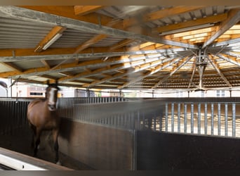Vrije boxen op een toplocatie in Mecklenburg - nieuwbouw!!