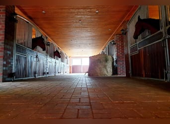 Wedstrijdstal: boxen beschikbaar