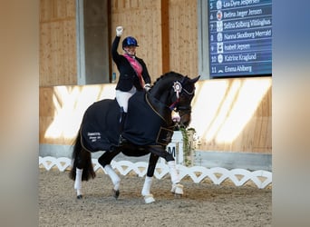 Wir briengen hochwertige Pferde mit Reitern und Profis auf der ganzen Welt zusammen!