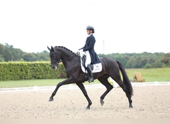 Wir bringen hochwertige Pferde mit Reitern und Profis auf der ganzen Welt zusammen!
