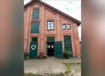 Beistellplatz für Rentner/Seniorenpferd: Box und Weide