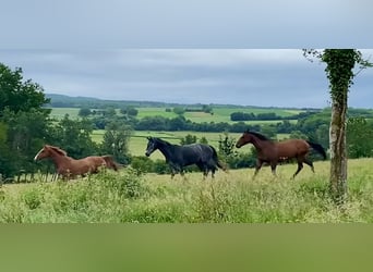Pensioenstalplaats voor oudere paarden of een rustperiode