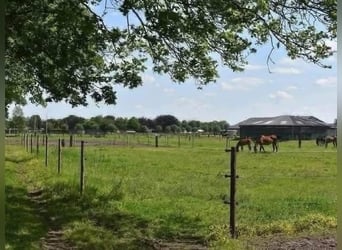 Ruime stallen beschikbaar – zelfstandig & professioneel paarden houden