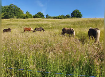 🐴🌿 Vrije rustplek voor IJslandse pony 🌿🐴