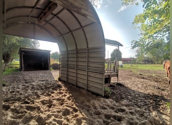 Wiese Weideplatz Rentnerwiese Pony Ganzjahreswiese