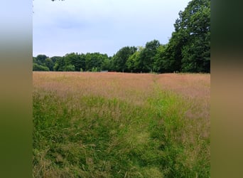 Zomerse weideplaatsen tot een stokmaat van 150 cm