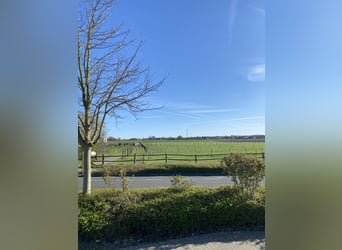 Zomerveld gedurende de dag - 's nachts in de stalling