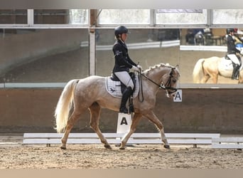 Aanleeren / jonge paardenopleiding / probleempaardenberedding