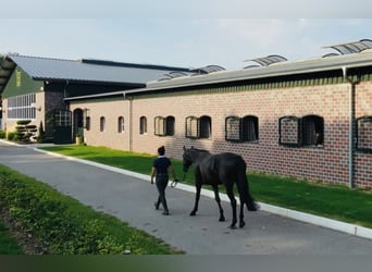 Aanleren en training voor dressuurpaarden / FN-opgeleide instructrice