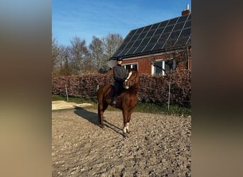 Basisopleiding voor jonge paarden | Probleempaarden | Paardenopleiding bij jou in de buurt (Oost-Fri