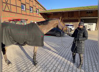 Beritt / Turniervorstellung / Vermittlung / Verkauf