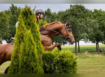 Beschikbaar voor training en longeerplaatsen
