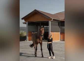 Beschikbaar voor training - Volledig training op een moderne dressuursportaccommodatie