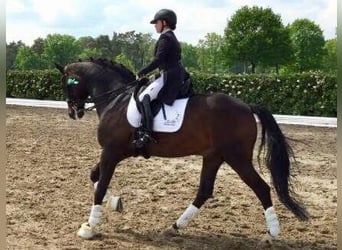 Dressuuropleiding tot niveau S***