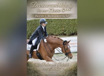 Dressuuropleiding tot niveau S***