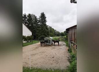 Hochqualitativer Beritt für ihr Jungpferd