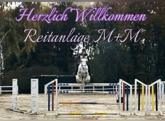 Ponys berijden en opleiden + lichte instructrice (49 kg)