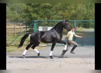 Professionele training, correctie, voorbereiding en marketing | Paardensporter (specialisatie dressu