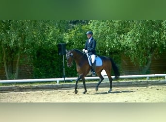 Professionele training, correctie, voorbereiding en marketing | Paardensporter (specialisatie dressu