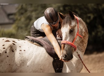 Rij- en correctiepaarden voor training en dressuurstart