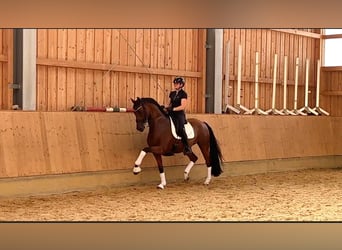 Rij- en dressuurtraining, voorbereiding voor de hengst, training en longeerwerk